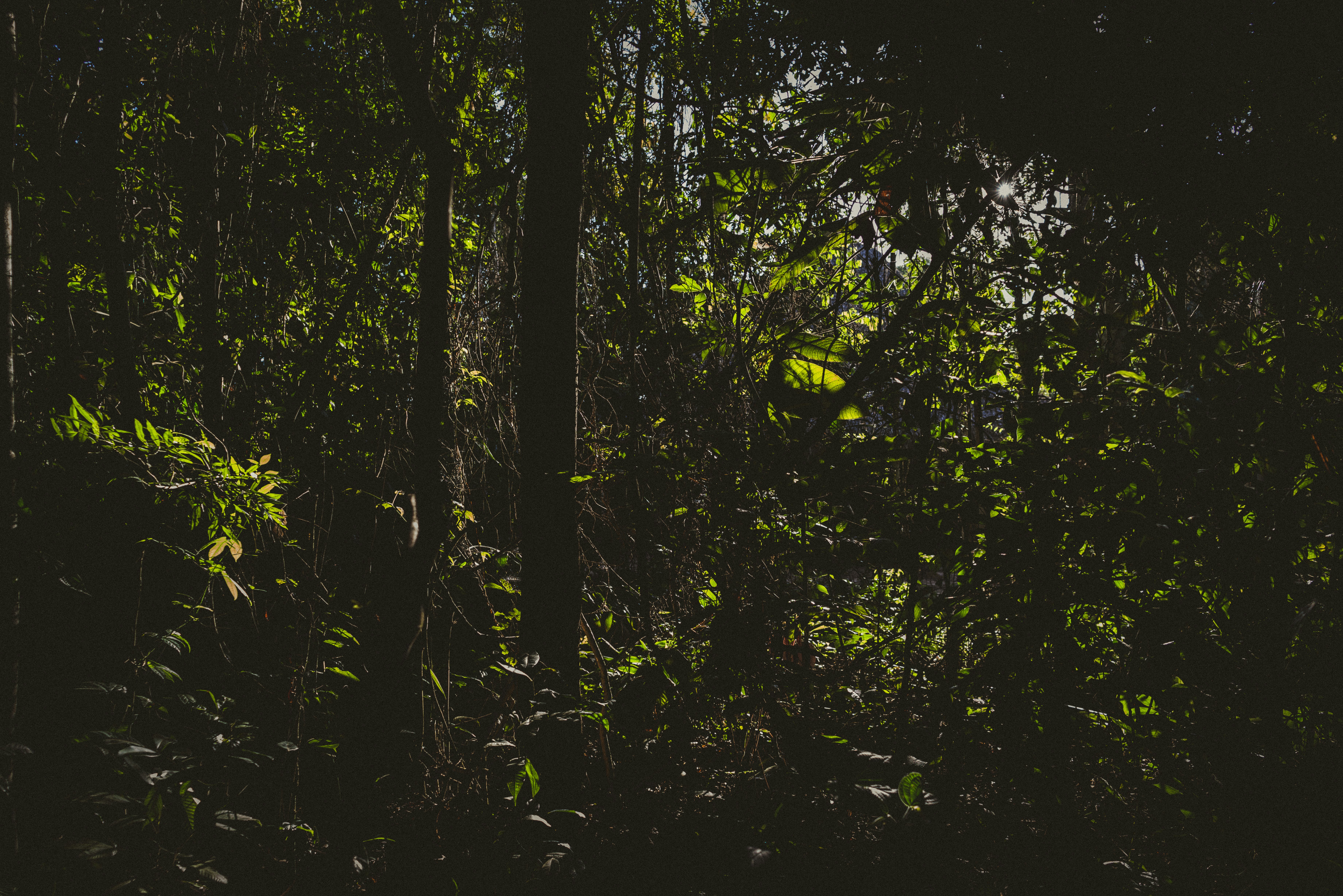 green trees in forest during daytime